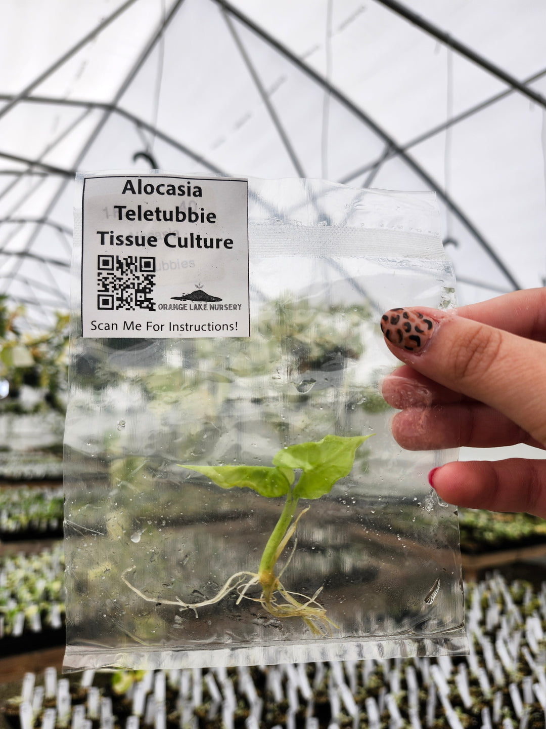 Alocasia Teletubbies Tissue Culture Single
