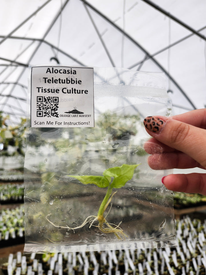 Alocasia Teletubbies Tissue Culture Single