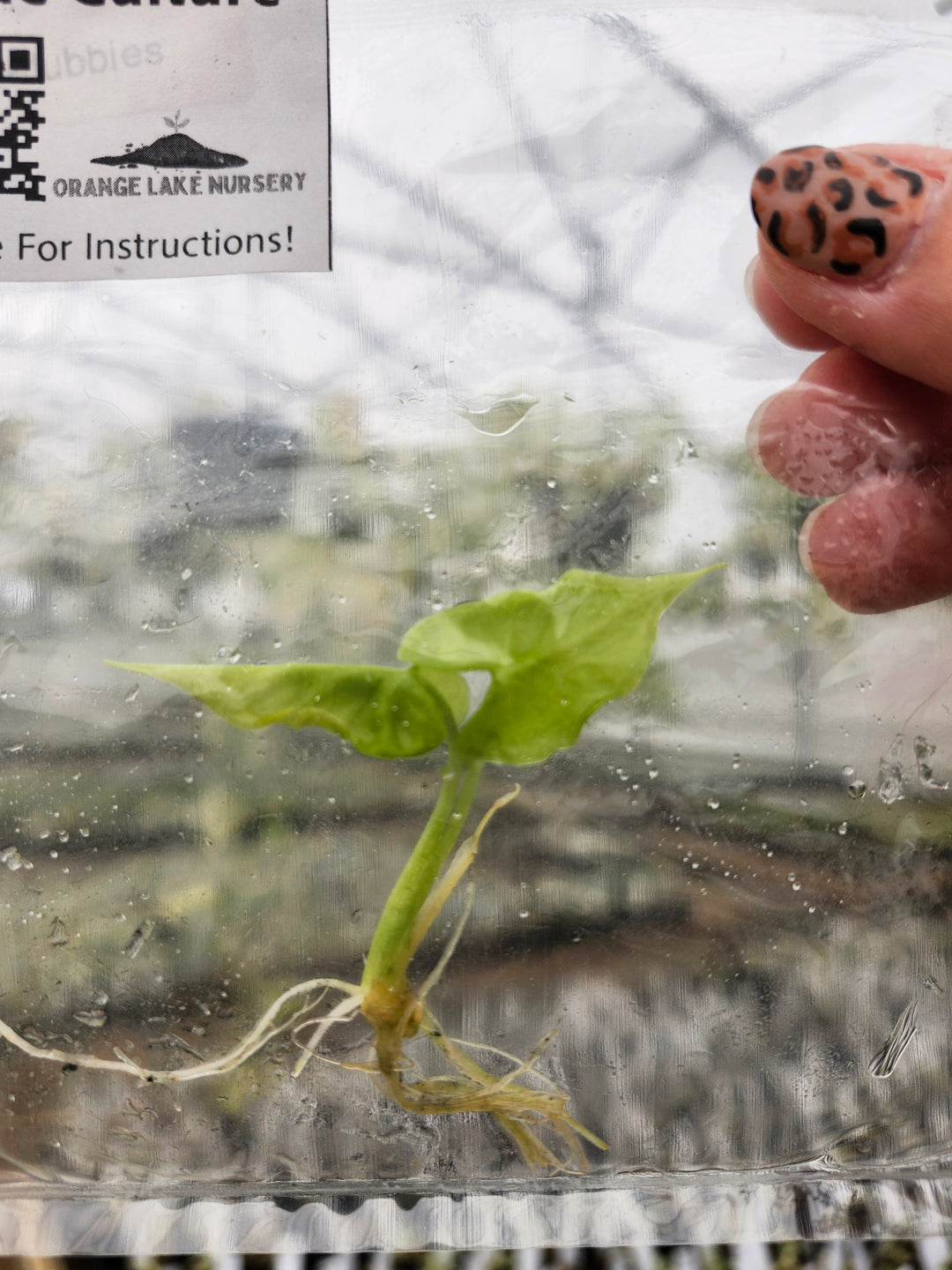 Alocasia Teletubbies Tissue Culture Single