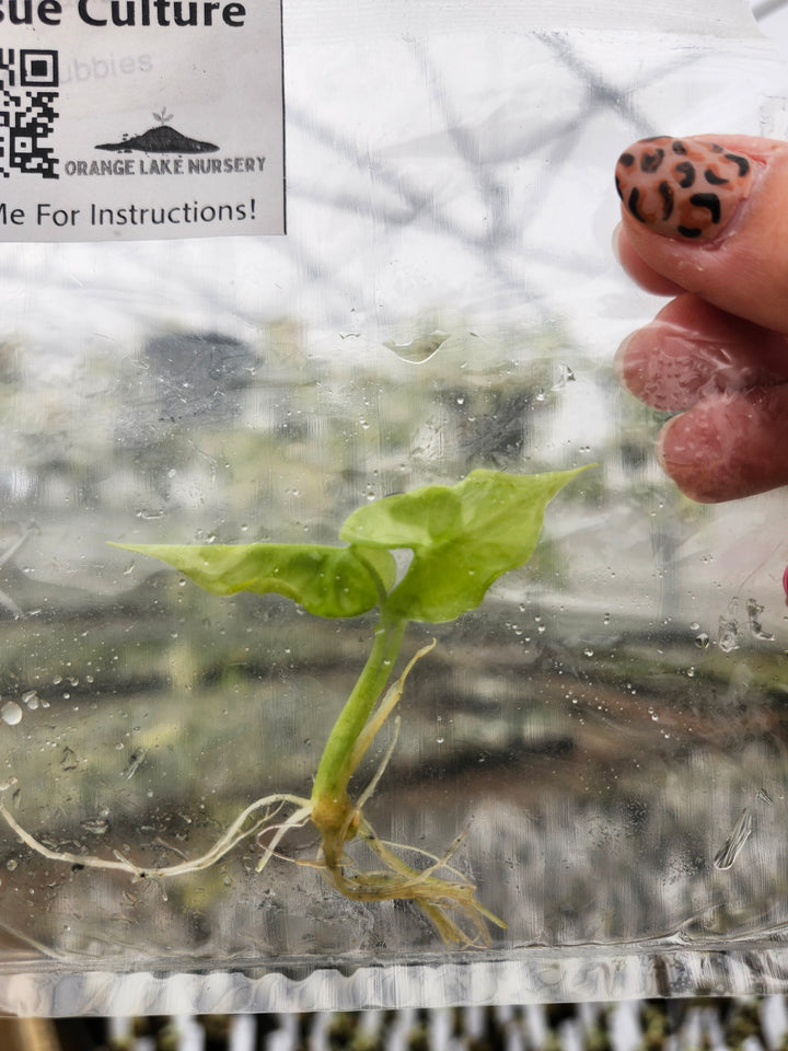 Alocasia Teletubbies Tissue Culture Single