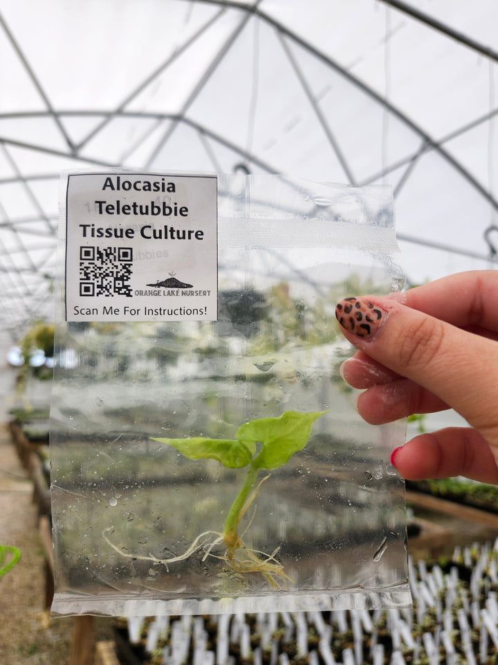 Alocasia Teletubbies Tissue Culture Single