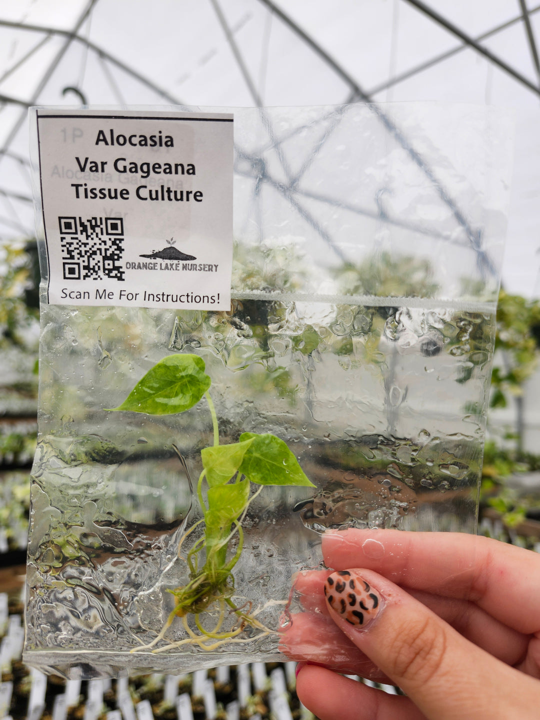 Alocasia Gageana Aurea Plantlet Single