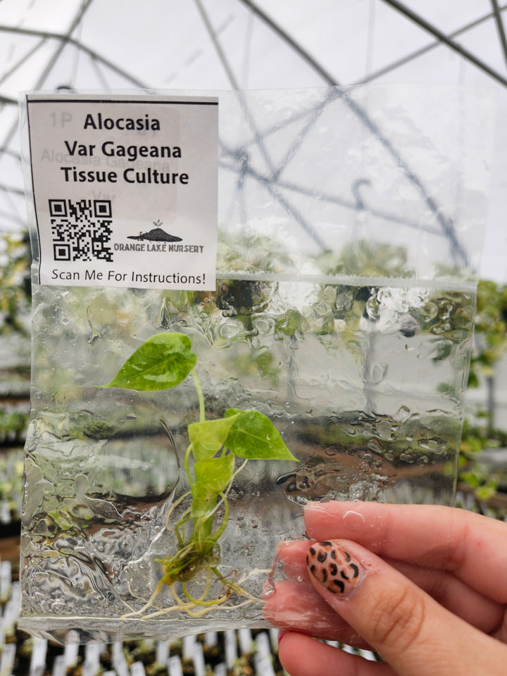 Alocasia Gageana Aurea Plantlet Single
