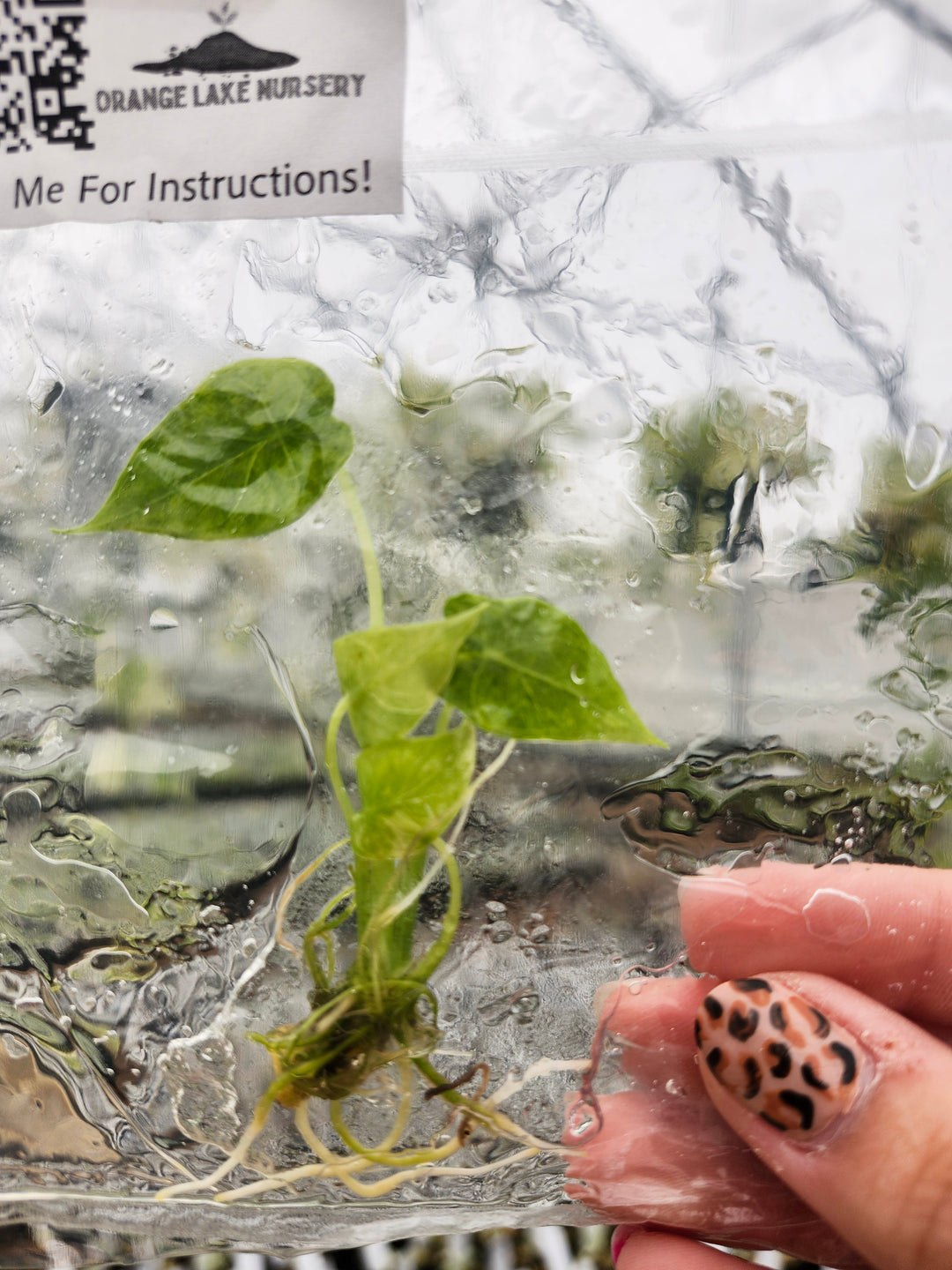 Alocasia Gageana Aurea Plantlet Single