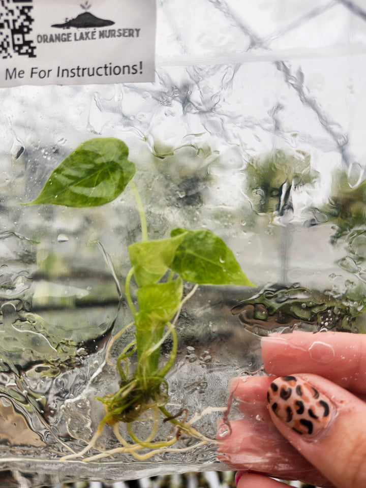 Alocasia Gageana Aurea Plantlet Single