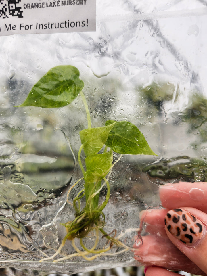 Alocasia Gageana Aurea Plantlet Single
