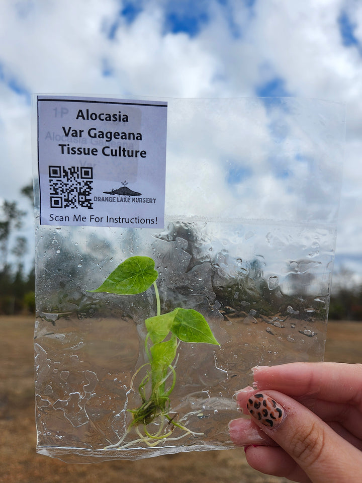 Alocasia Gageana Aurea Plantlet Single