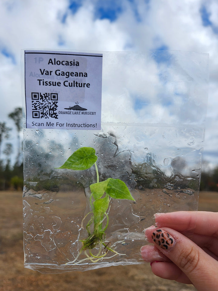 Alocasia Gageana Aurea Plantlet Single