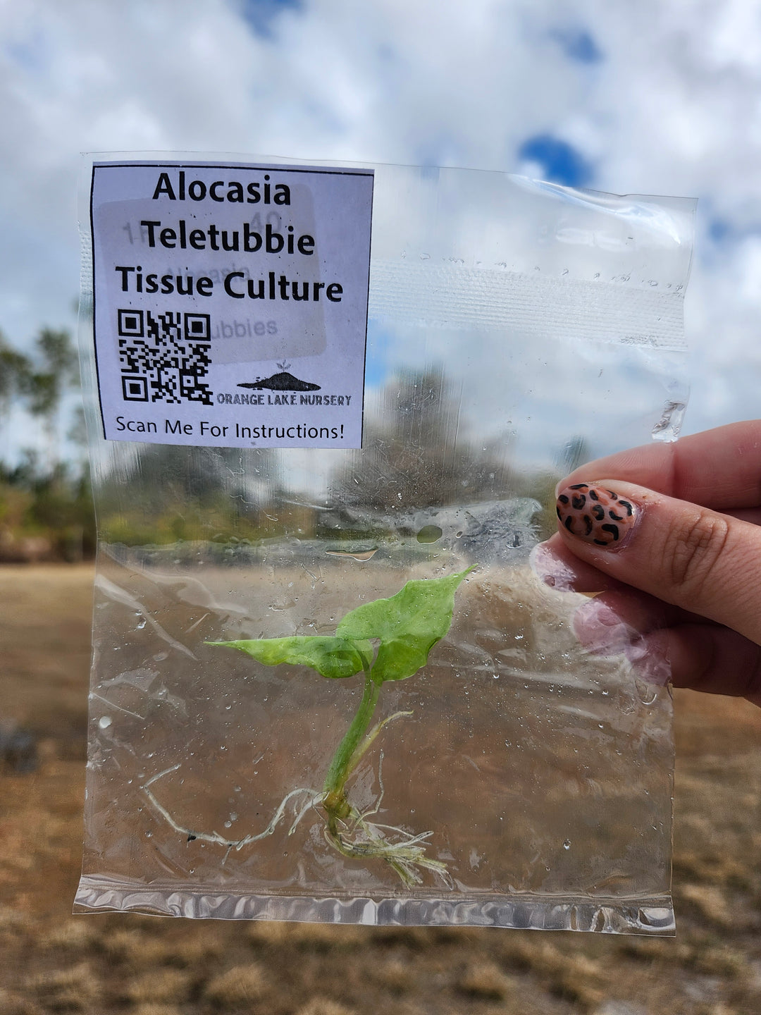 Alocasia Teletubbies Tissue Culture Single