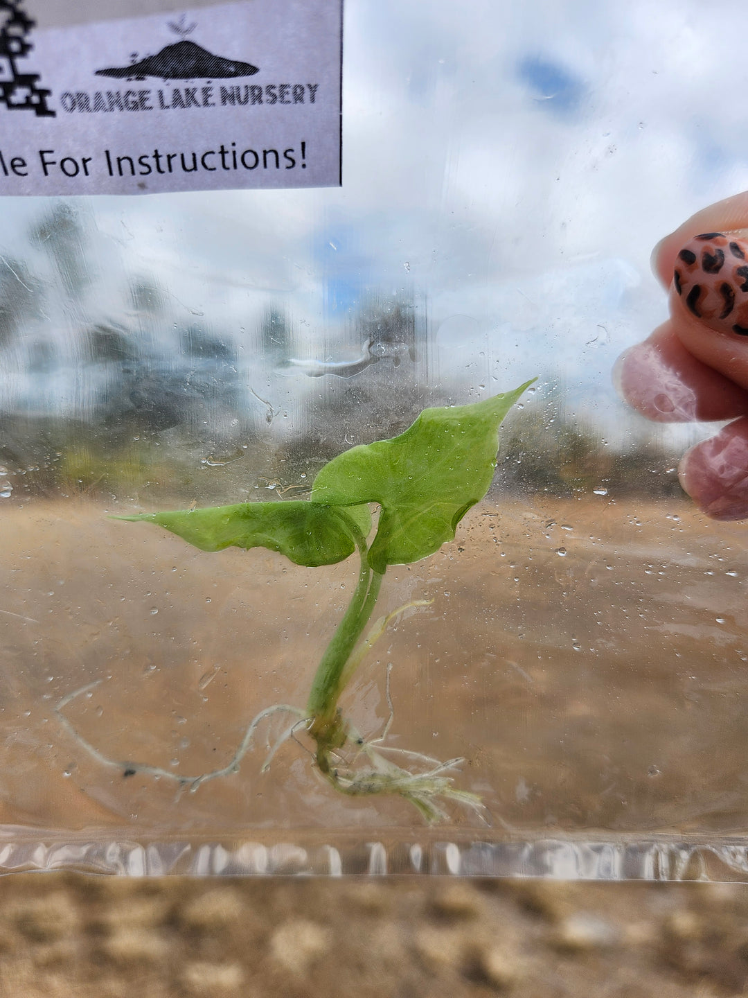 Alocasia Teletubbies Tissue Culture Single