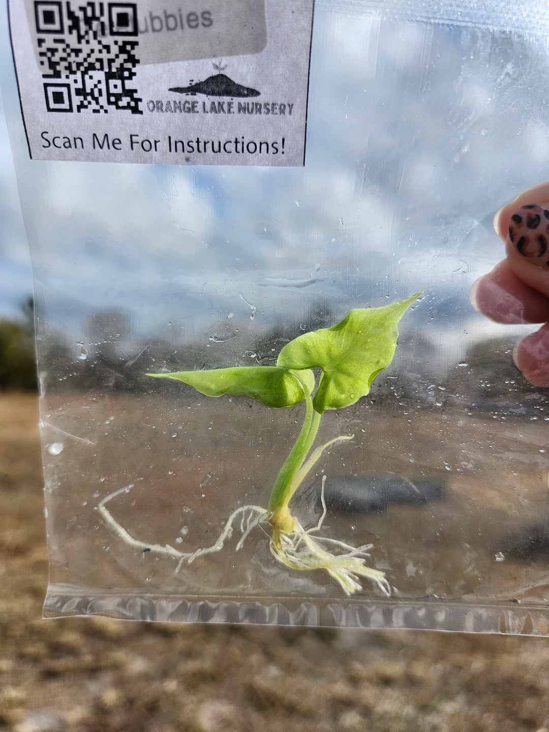Alocasia Teletubbies Tissue Culture Single