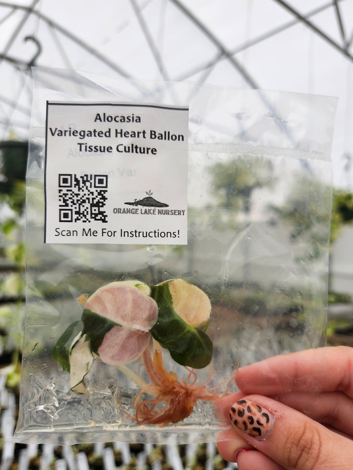 Alocasia Heart Balloon Variegated Tissue Culture