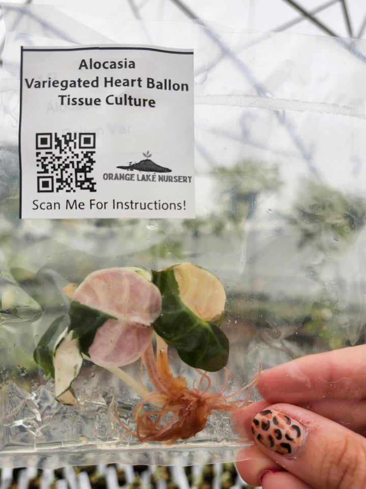 Alocasia Heart Balloon Variegated Tissue Culture