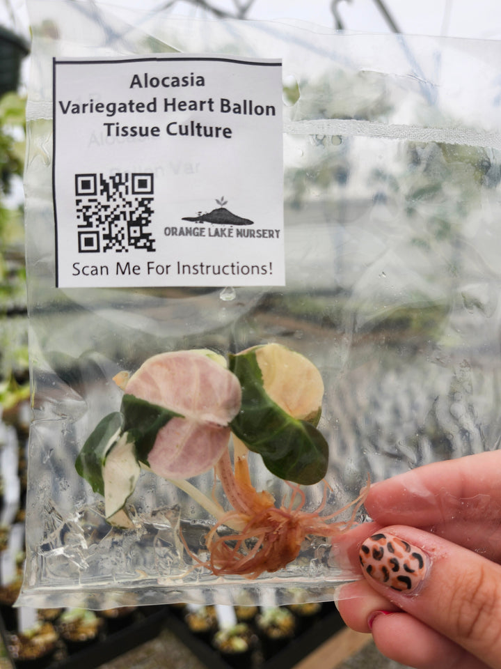 Alocasia Heart Balloon Variegated Tissue Culture
