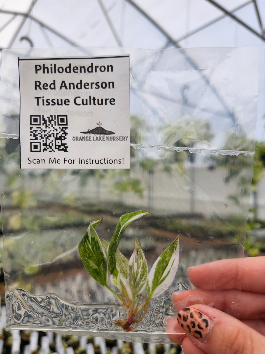 Philodendron Red Anderson Tissue Culture