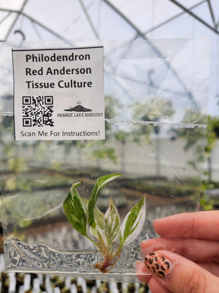 Philodendron Red Anderson Tissue Culture