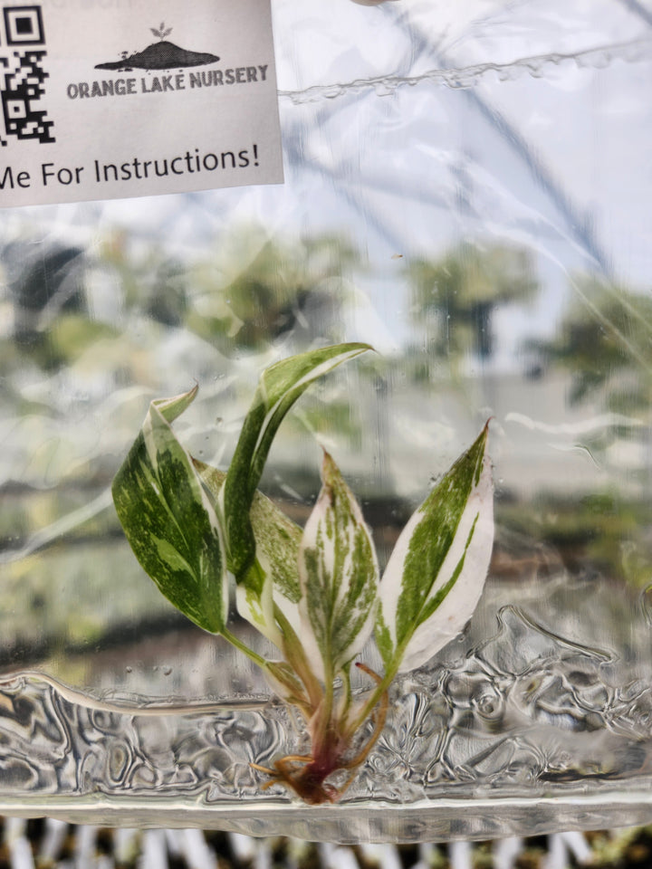 Philodendron Red Anderson Tissue Culture
