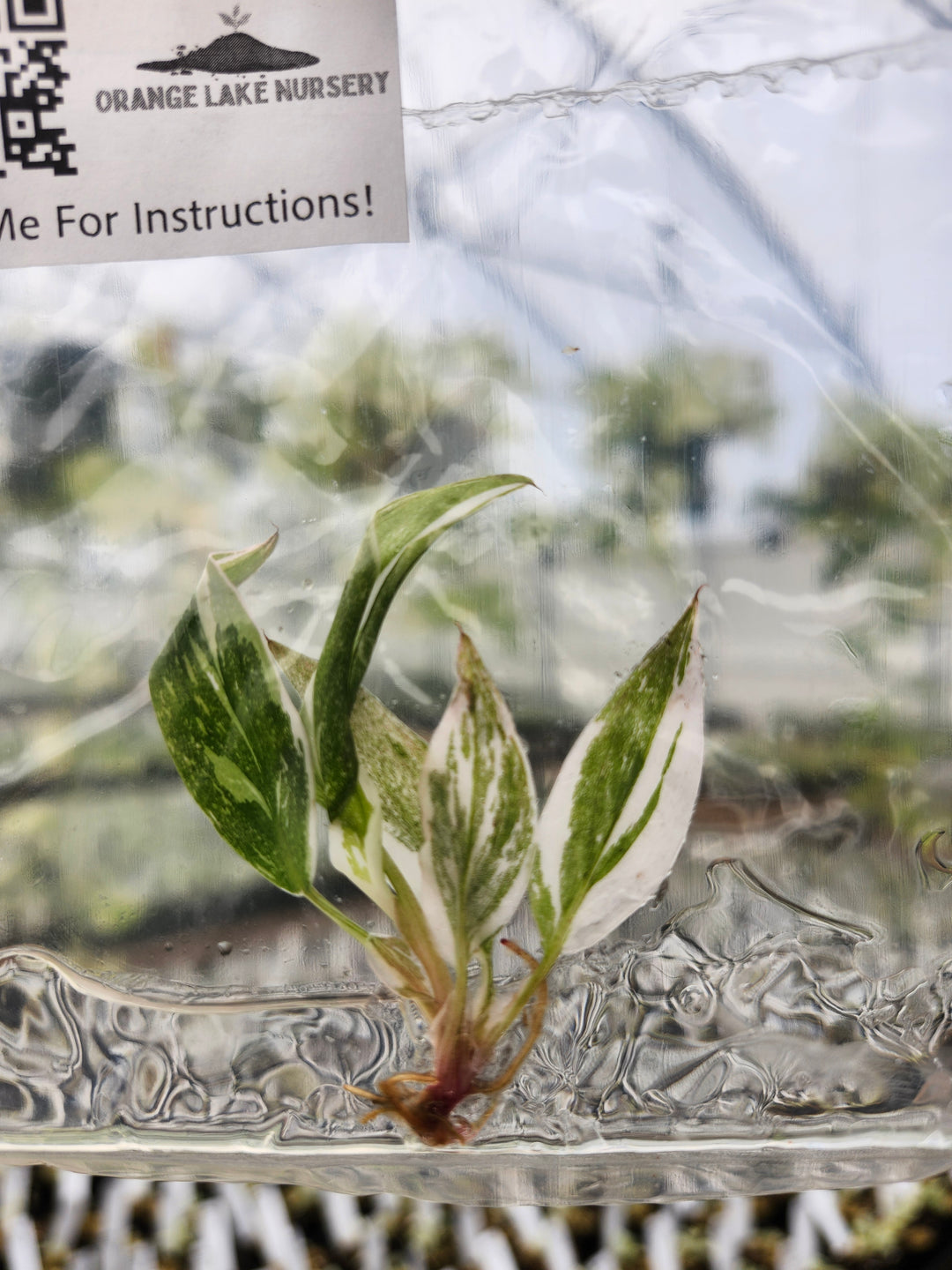 Philodendron Red Anderson Tissue Culture