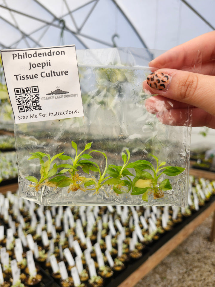 Philodendron Joepii Tissue Culture
