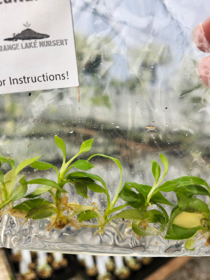 Philodendron Joepii Tissue Culture