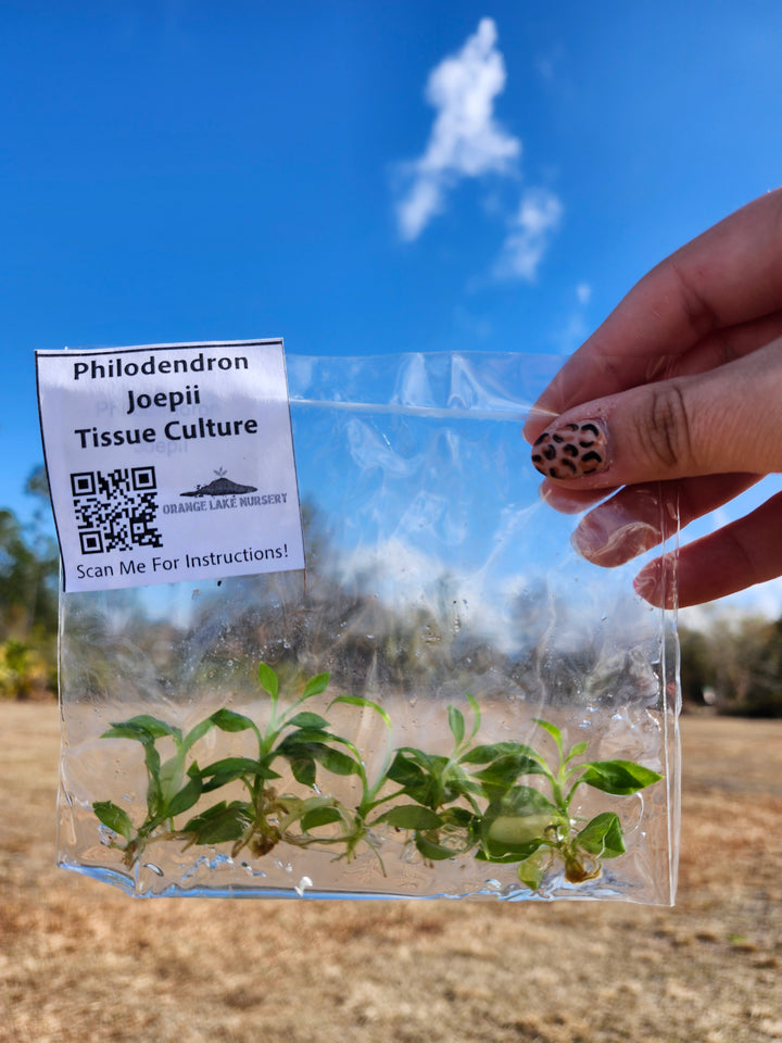 Philodendron Joepii Tissue Culture