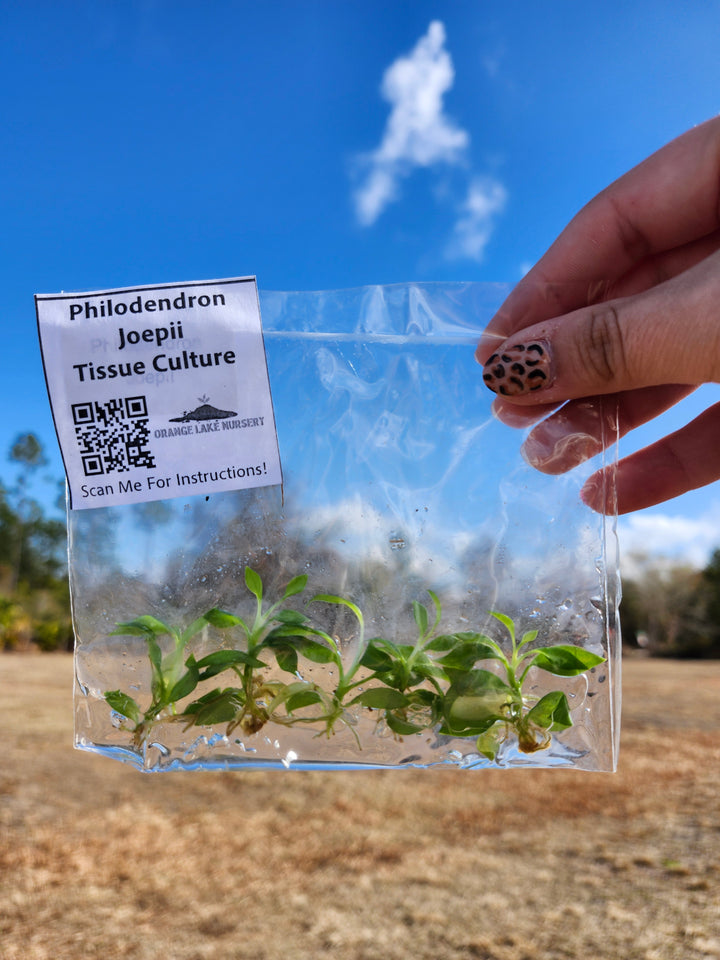 Philodendron Joepii Tissue Culture