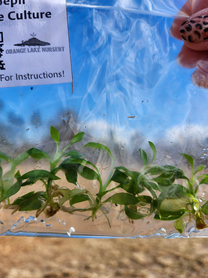 Philodendron Joepii Tissue Culture