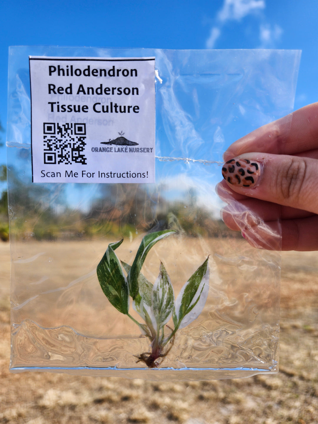 Philodendron Red Anderson Tissue Culture