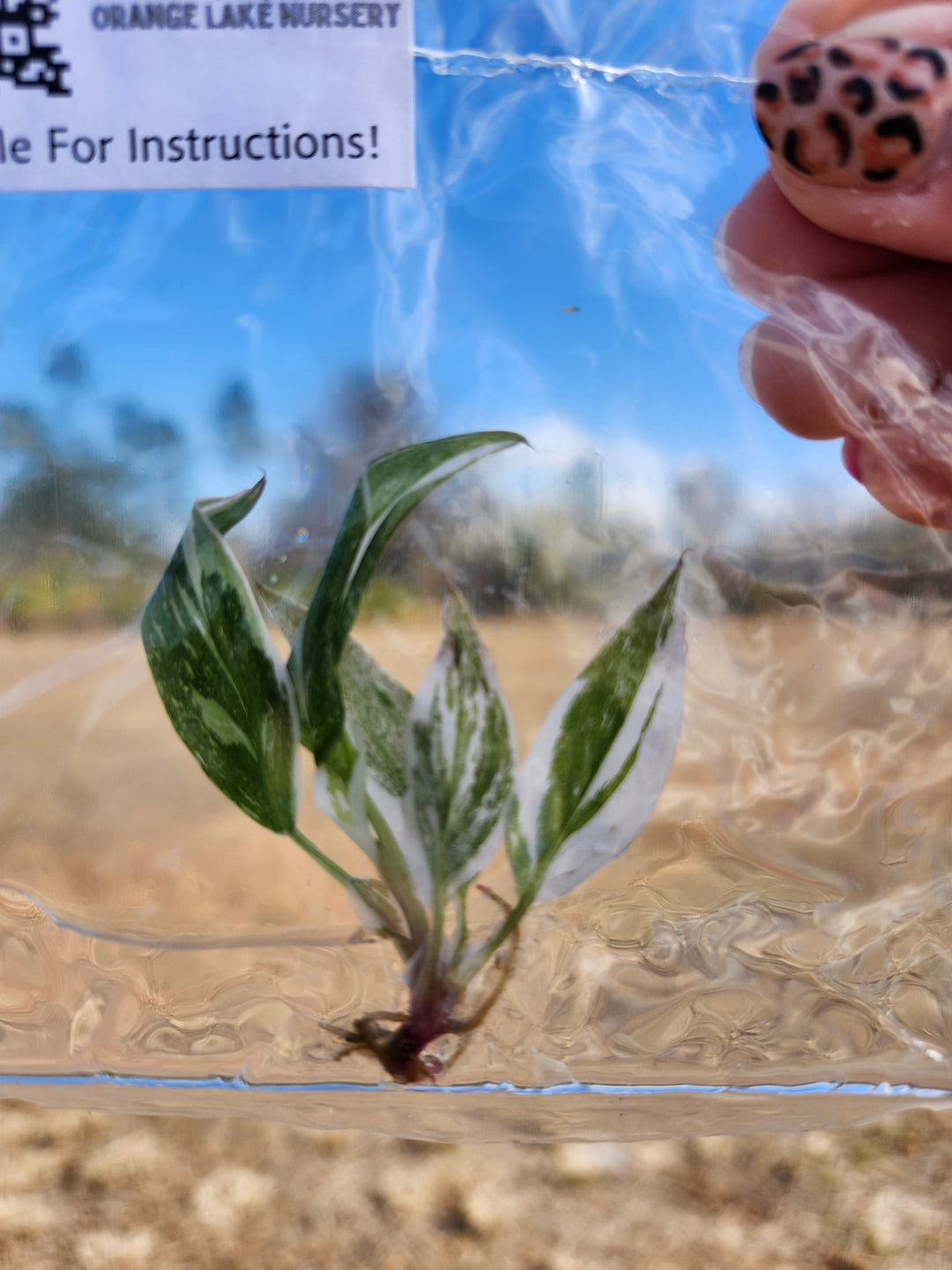 Philodendron Red Anderson Tissue Culture