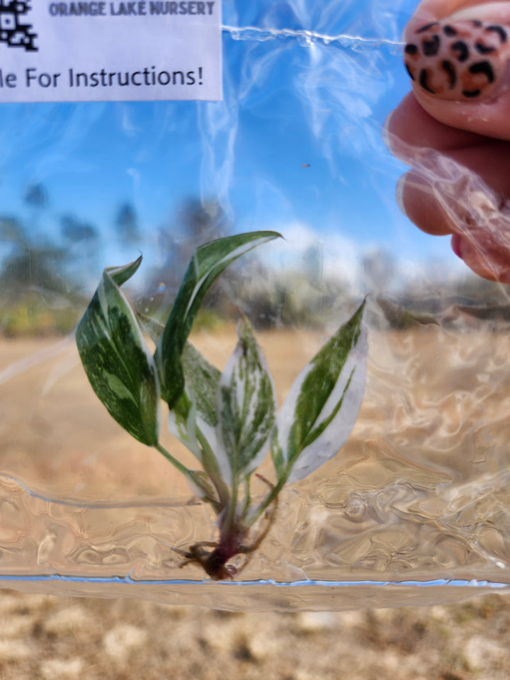 Philodendron Red Anderson Tissue Culture