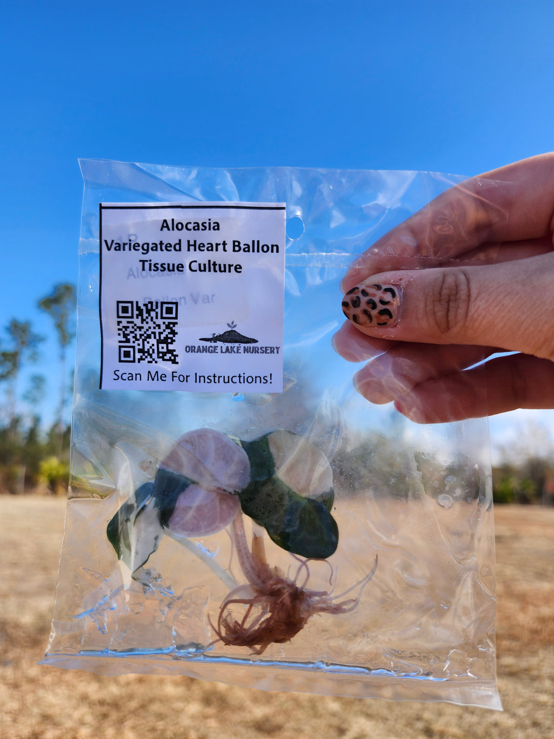 Alocasia Heart Balloon Variegated Tissue Culture