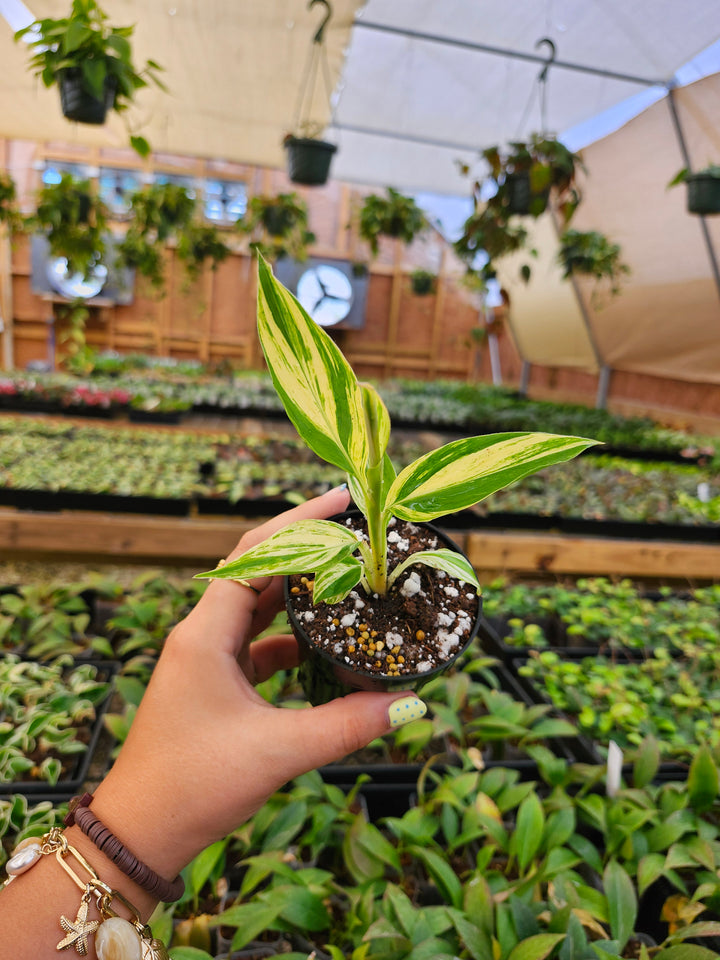 Variegated Ginger