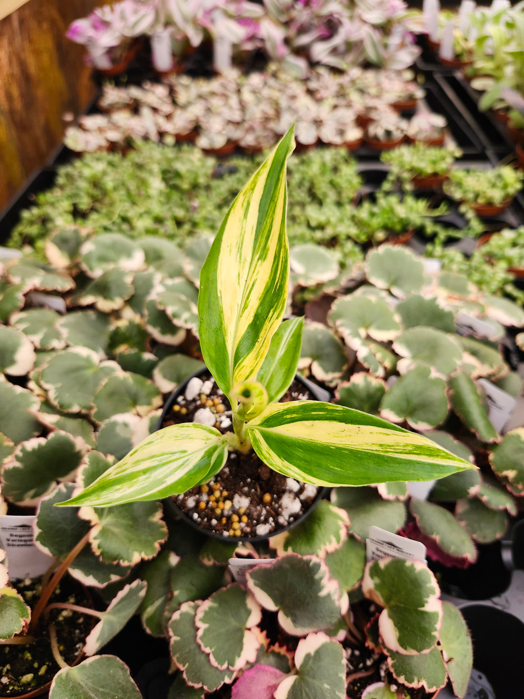 Variegated Ginger
