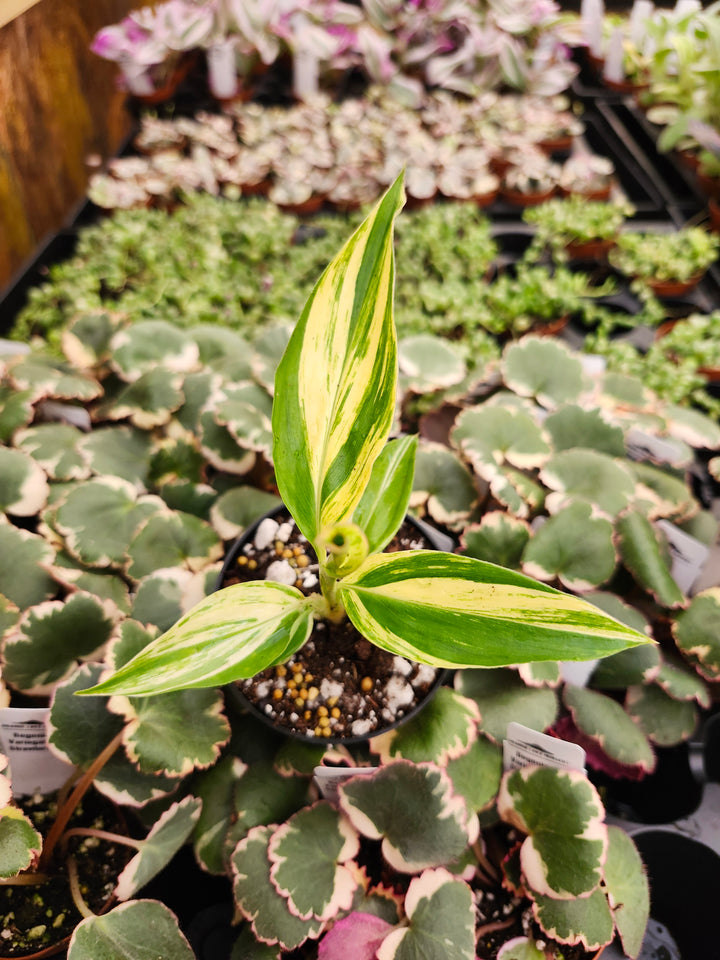 Variegated Ginger