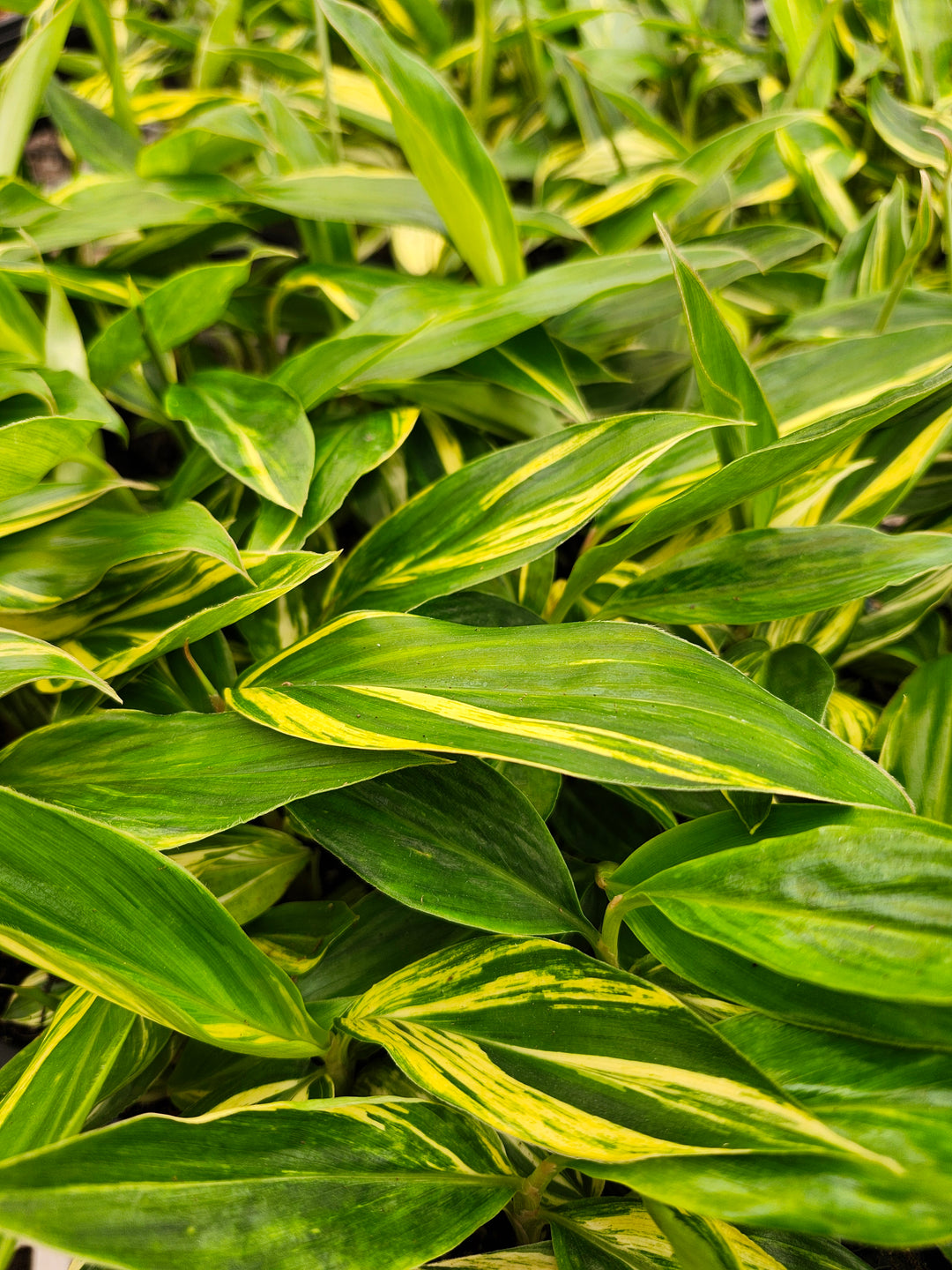 Variegated Ginger