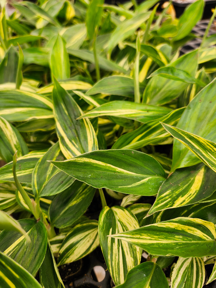 Variegated Ginger
