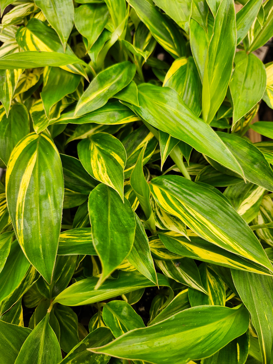 Variegated Ginger