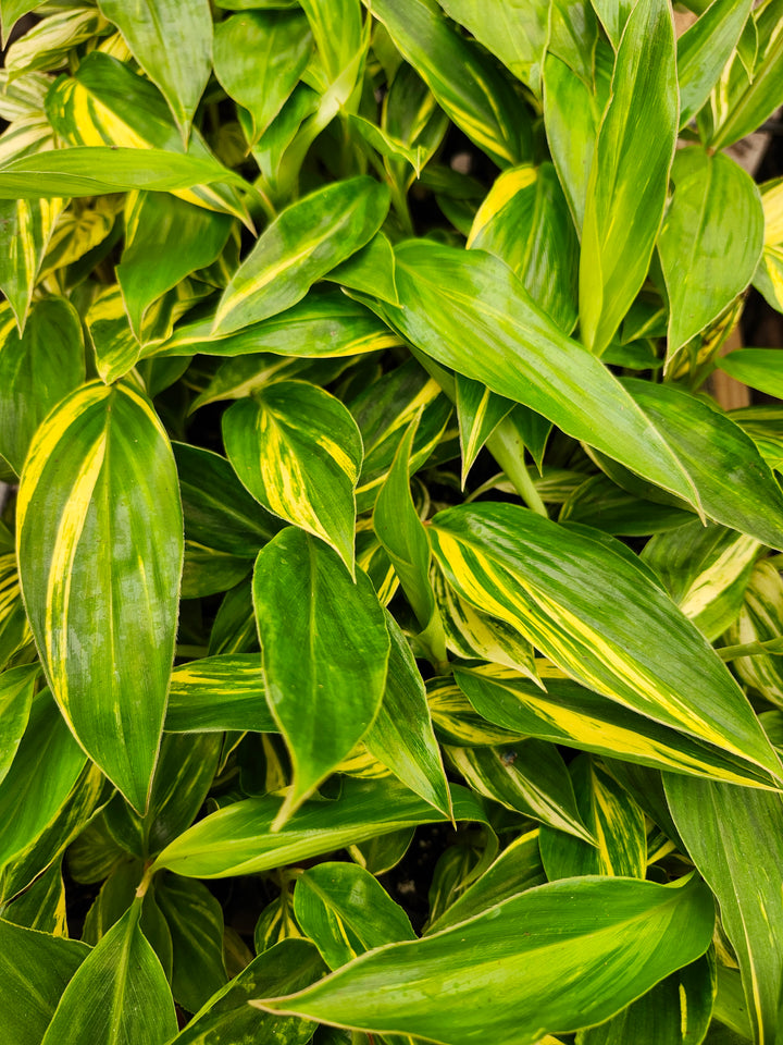 Variegated Ginger