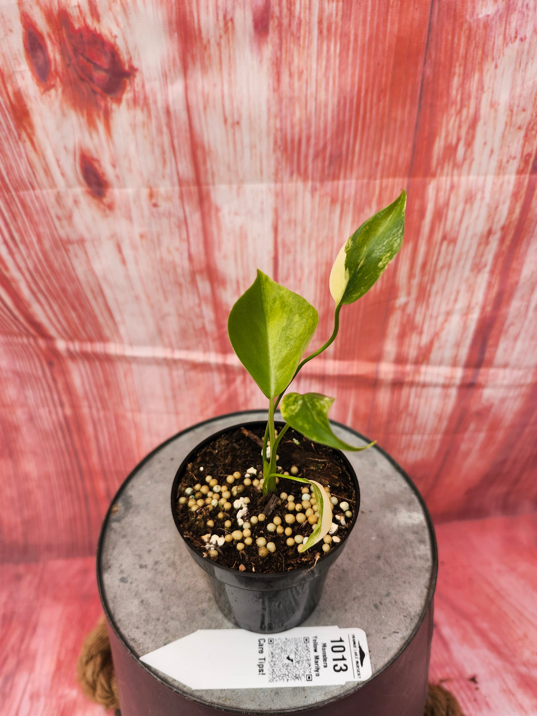 Monstera Deliciosa Yellow Marilyn (3in)-1013