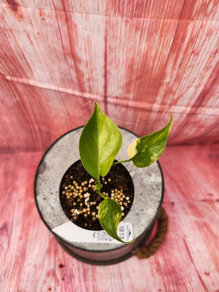 Monstera Deliciosa Yellow Marilyn (3in)-1013