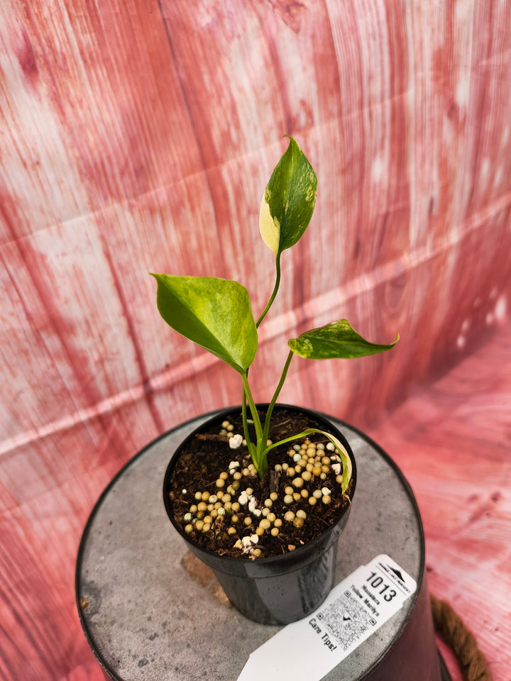 Monstera Deliciosa Yellow Marilyn (3in)-1013