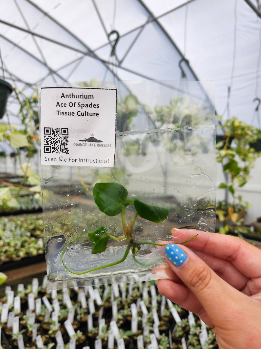 Anthurium Ace Of Spades Tissue Culture