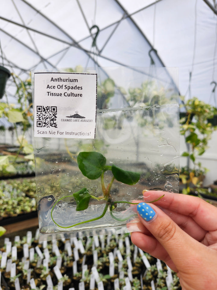 Anthurium Ace Of Spades Tissue Culture