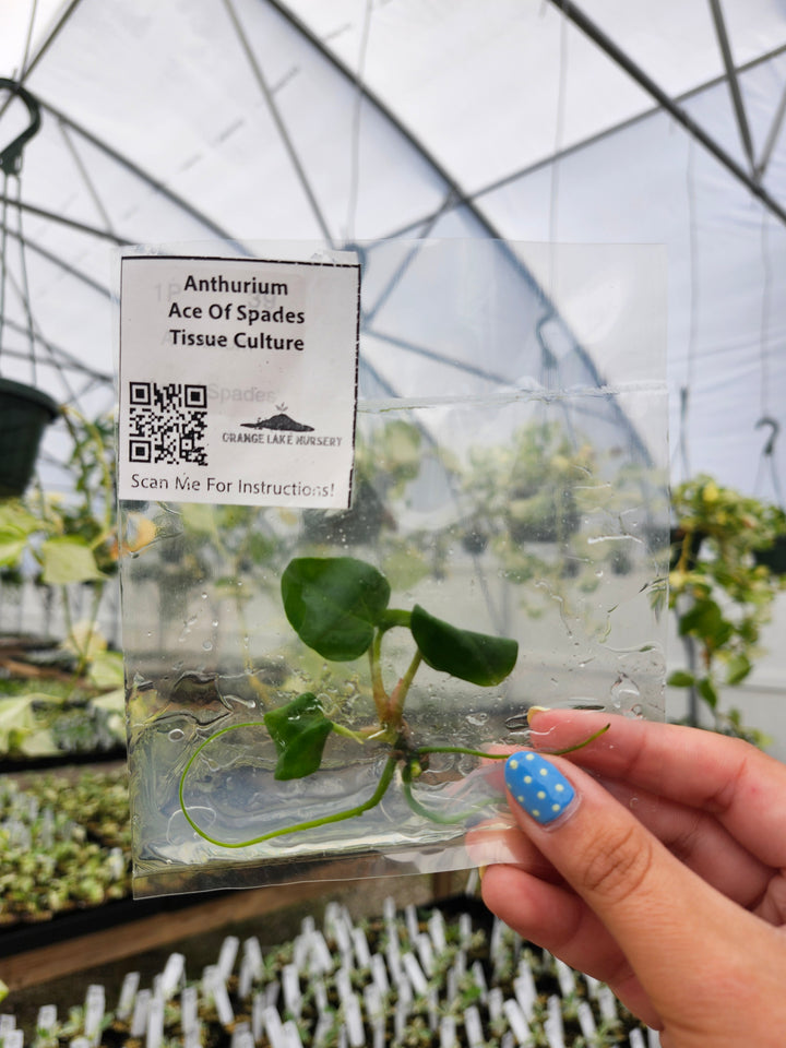 Anthurium Ace Of Spades Tissue Culture