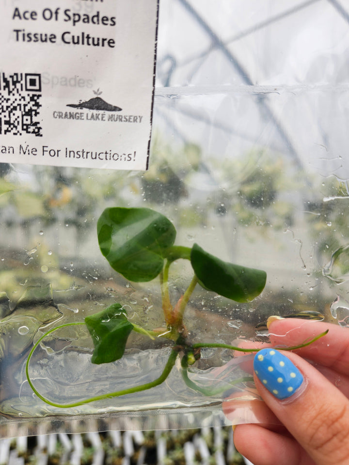 Anthurium Ace Of Spades Tissue Culture