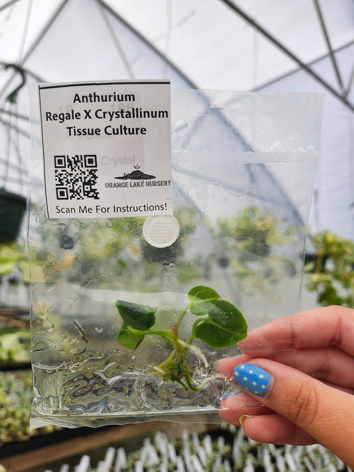Anthurium Regale X Crystallinum Tissue Culture