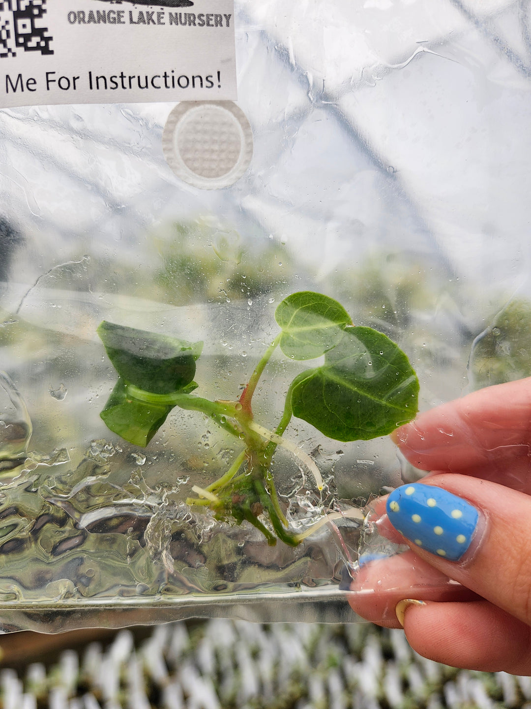 Anthurium Regale X Crystallinum Tissue Culture