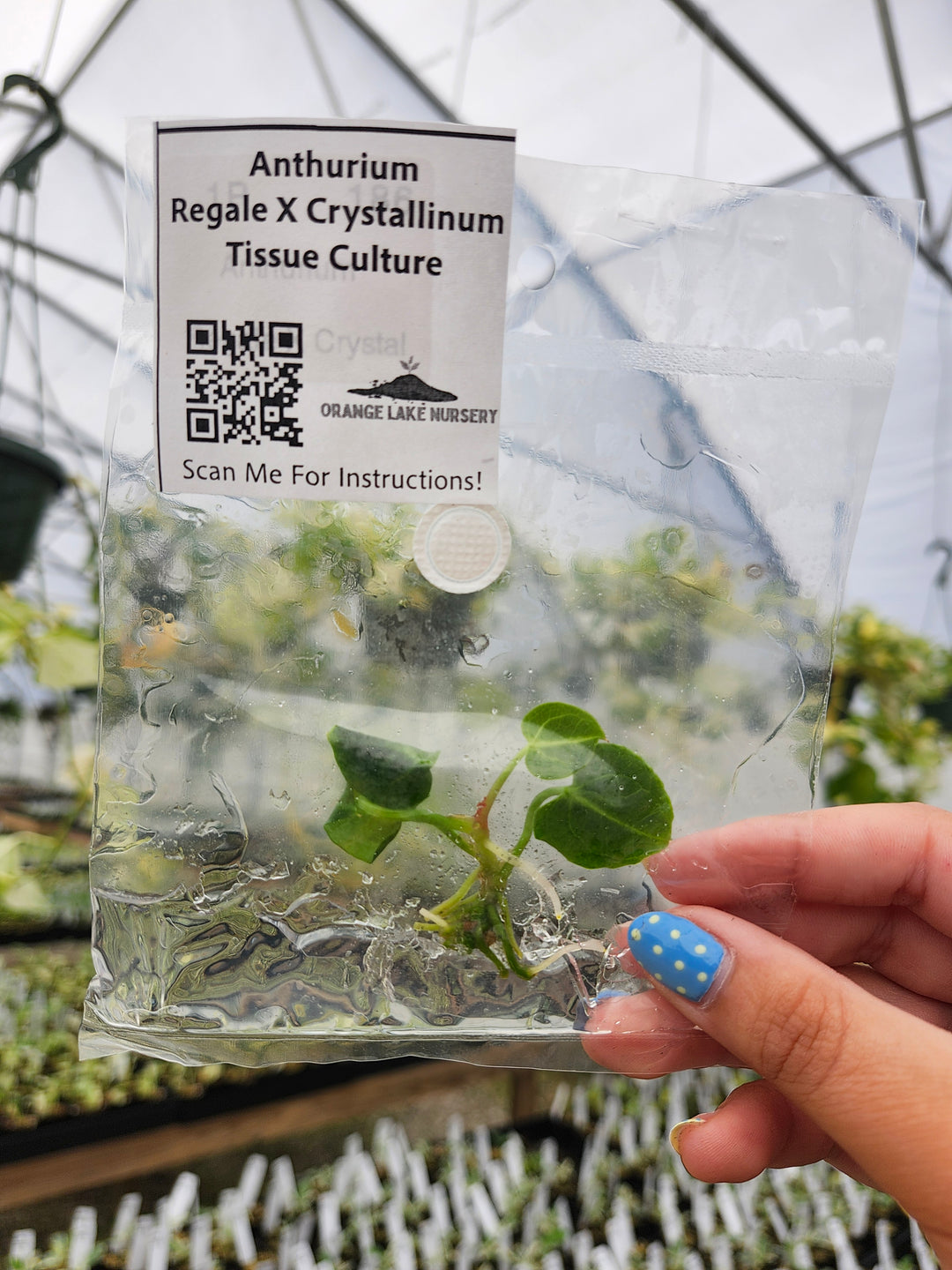 Anthurium Regale X Crystallinum Tissue Culture
