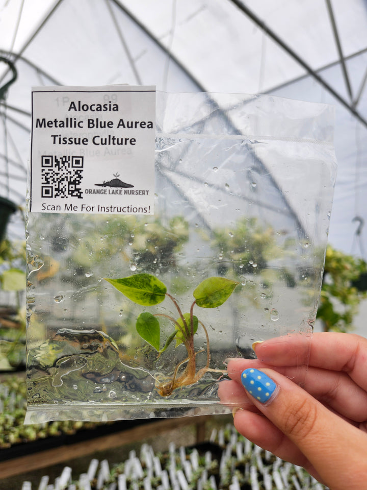 Alocasia Metallic Blue Aurea Tissue Culture