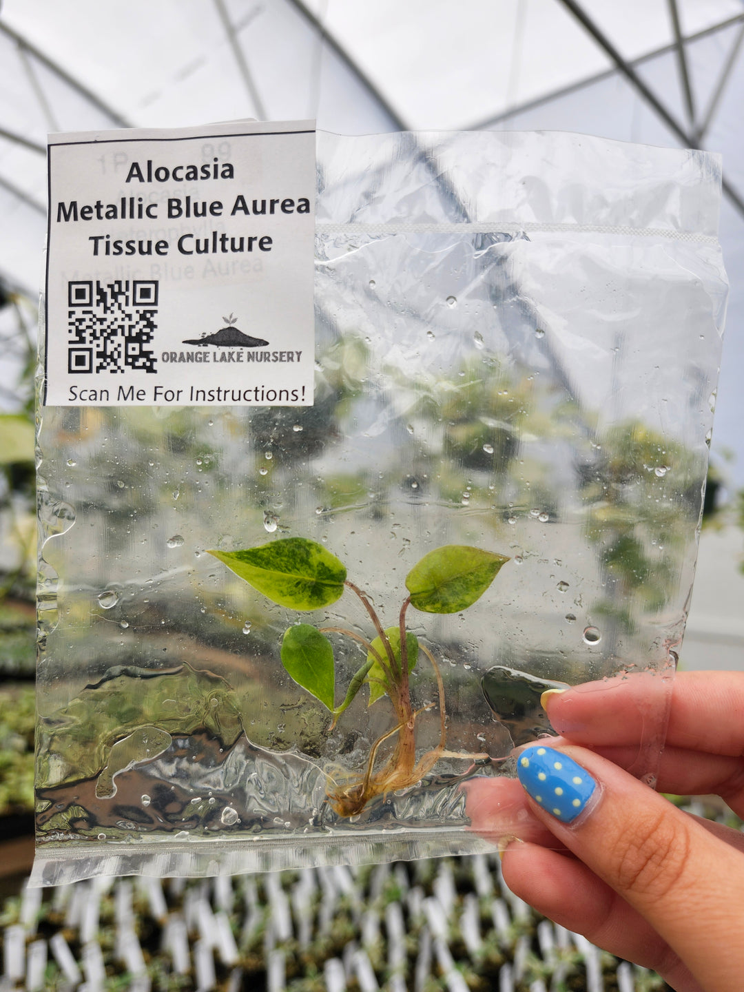Alocasia Metallic Blue Aurea Tissue Culture